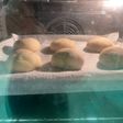 Molletes de Antequera en Mambo