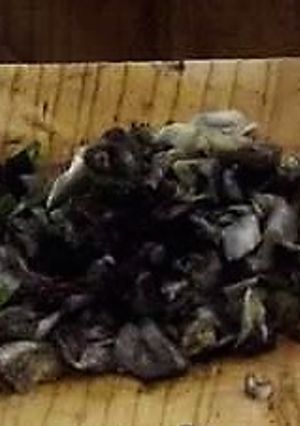 Una foto de Huitlacoche ranchero para tacos