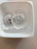 ไดฟูกุถั่วแดงสตรอว์เบอร์รี่