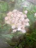 Canh rau vặt nấu ngao