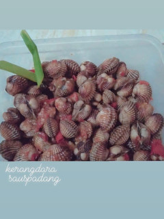 Foto resep Kerang Dara Saos Padang