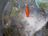 Sop Ikan Gurame