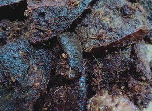 Foto resep Limpa Goreng Berbumbu