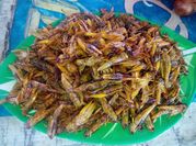 Hình ảnh của châu chấu rang