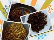 Hình ảnh của châu chấu rang giòn