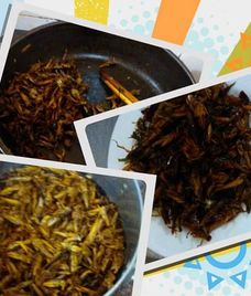 châu chấu rang giòn