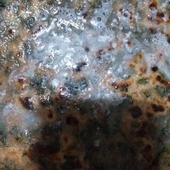 Palak parantha A picture of Palak parantha.