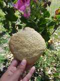 Polvorones