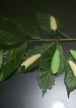 Foto resep Caterpilar Cookies