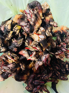 Una foto de Cocer percebes