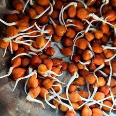 A picture of Homemade Black gram sprout.