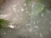 Gambar jelly kelapa pandan