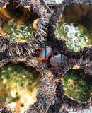 Nhum nướng mỡ hành trứng gà