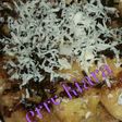 Pisang bakar teflon