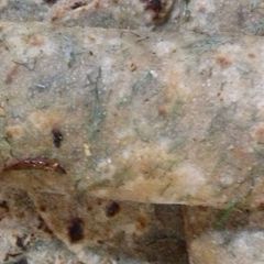 A picture of Methi paratha.