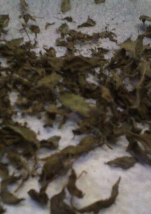 Foto resep Oregano KW