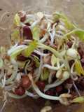 ¡Brotes de legumbres! en GERMINADOR casero REUTILIZABLE