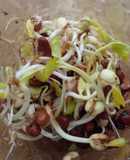 ¡Brotes de legumbres! en GERMINADOR casero REUTILIZABLE