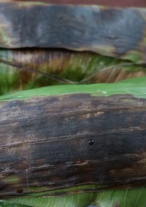 Foto resep Nasi Bakar (Tongkol)