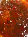 Jalapeño habanero jelly