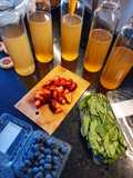 Kombucha Primera Fermentación 🔛