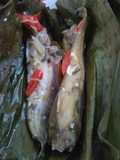 04.Pepes ikan Lais / pais manis iwak lais (bhs Banjar)