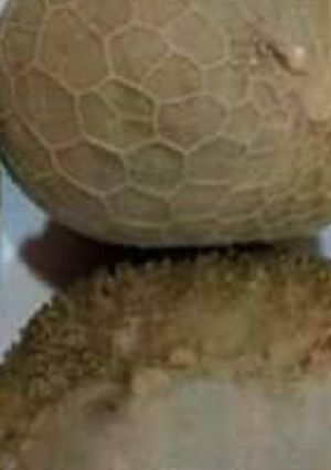 صورة لوصفة عصبانة على طريقتي 😋