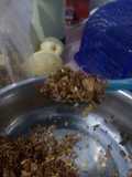 Bawang goreng