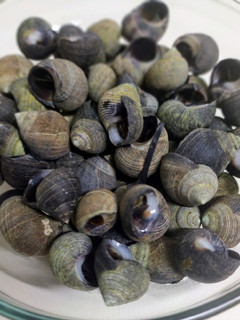 Una foto de Bigarinos (caracoles de mar)