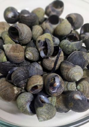 Una foto de Bigarinos (caracoles de mar)