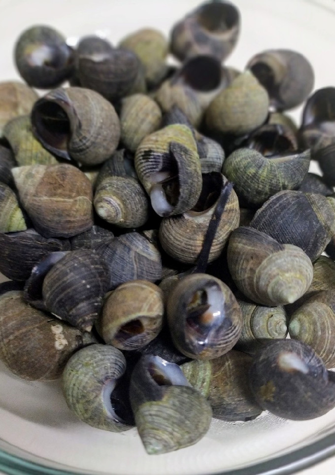 Una foto de Bigarinos (caracoles de mar)
