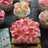 Flower chocolate butter cup cake - simple ekonomis tanpa mixer