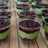 Avocado Mousse Cake