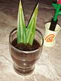 Sirup Gula
