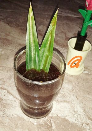 Foto resep Sirup Gula