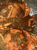 Kepiting gemes militer