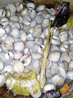 Foto resep Kerang Dara Rebus