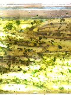 Una foto de Boquerones en vinagre