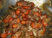 Gambar bayi lobster