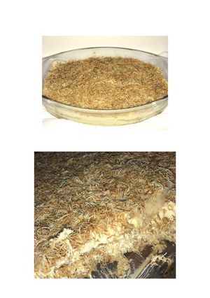 صورة لوصفة خشخش 🤤