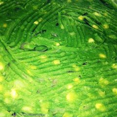 A picture of Pumpkin leaves mukimo.