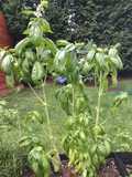 Pesto Genovese