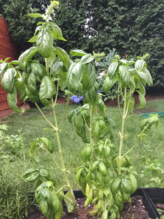 Una foto de Pesto Genovese