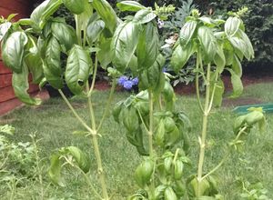 Una foto de Pesto Genovese