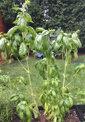 Una foto de Pesto Genovese