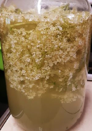 Friss bodzaital recept fotója