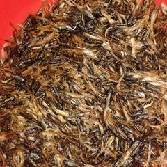 A picture of Tasty termites.