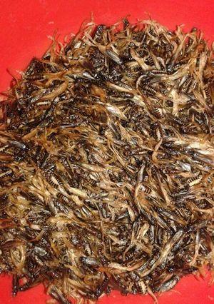A picture of Tasty termites.