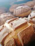 Conchas