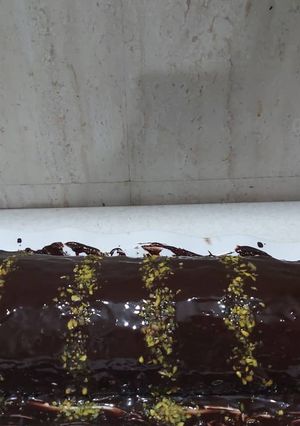 عکسی از دستور رولت خامه ای🍫